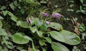 異唇苣苔 異唇苣苔