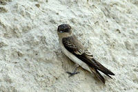 褐喉沙燕中華亞種