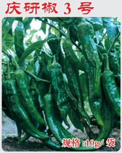 慶研椒3號 慶研椒3號