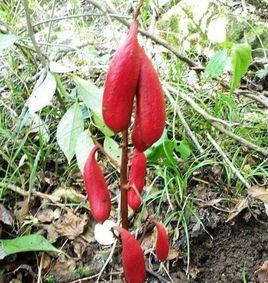 血紅肉果蘭 血紅肉果蘭