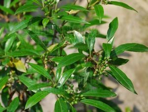 狹葉球核莢蒾 狹葉球核莢蒾