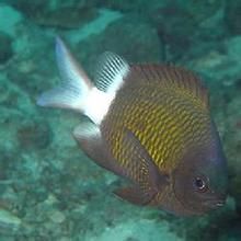 長臀光鰓魚 長臀光鰓魚