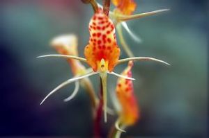 台灣隱柱蘭 台灣隱柱蘭