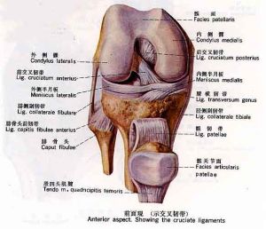 環甲關節 環甲關節