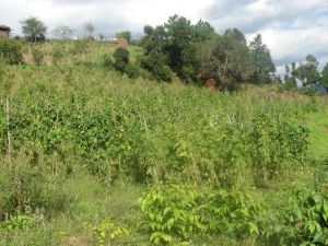 期史豆村 期史豆村