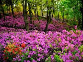 昆明杜鵑花節 昆明杜鵑花節