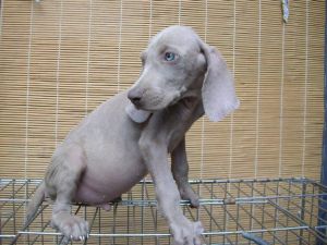 魏瑪獵犬 魏瑪獵犬