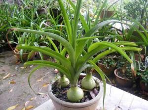 虎眼萬年青 虎眼萬年青