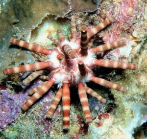 環紋蓑鮋 環紋蓑鮋