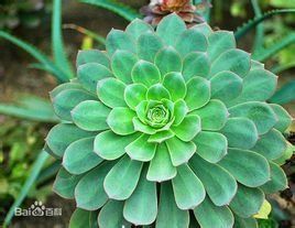 紅緣蓮花掌 紅緣蓮花掌