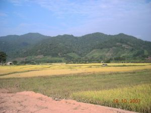 尚勇自然村 尚勇自然村