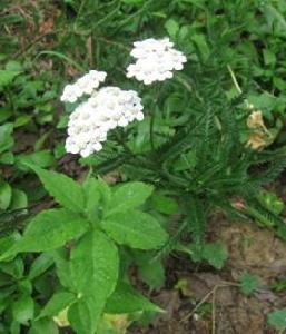 土一枝蒿 土一枝蒿