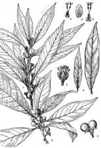 瑤山木姜子 瑤山木姜子