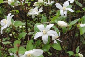 峨眉溲疏 峨眉溲疏