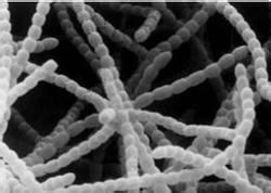 坡鏈黴菌 坡鏈黴菌