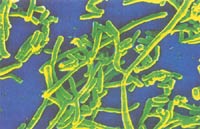 羅紅黴素乾混懸劑