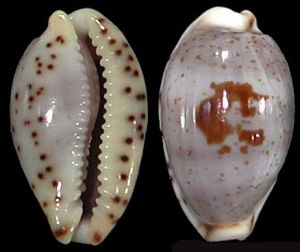 黑潮寶螺 黑潮寶螺