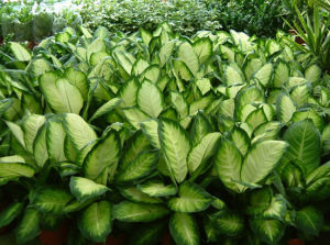 白玉黛粉葉 白玉黛粉葉