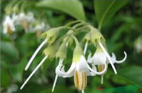 楚雄安息香 楚雄安息香