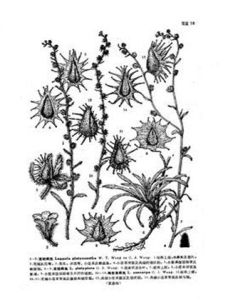 寬刺鶴虱 寬刺鶴虱