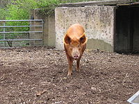 泰姆華斯豬 泰姆華斯豬