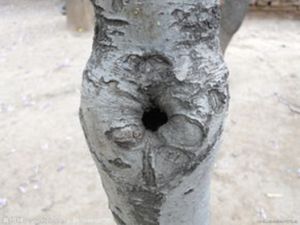 國外珍奇怪樹 國外珍奇怪樹