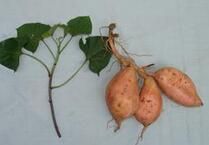 湘薯19號 湘薯19號