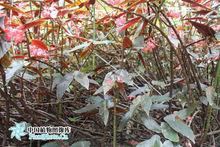 紫葉秋海棠[植物]