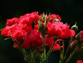 中國紅玫瑰