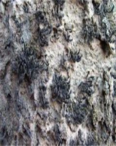 長毛尖蘚 長毛尖蘚