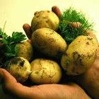 美國州立亞利桑那大學生物學家查爾斯·阿恩岑及其同事培育出了一種無需冷藏、可以食用的B肝疫苗土豆，解決了這一問題。他們從B肝病毒中取出一個基因，將其植入土豆植株，使土豆中產生病毒抗原。人吃下這種土豆後，抗原蛋白會觸發人體的免疫反應，產生B肝抗體抵抗B肝病毒。