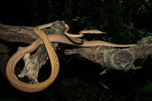 綠瘦蛇橙黃色變體