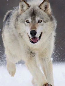狼[犬科哺乳動物]:狼，外形與狗、豺相似，足長體瘦，斜眼，上顎骨尖長，嘴-百科知識中文網