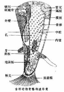 規則古杯分析圖