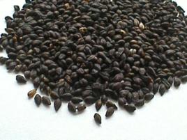 涼山苦蕎麥 涼山苦蕎麥