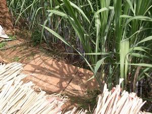 上火山自然村特色產業-甘蔗