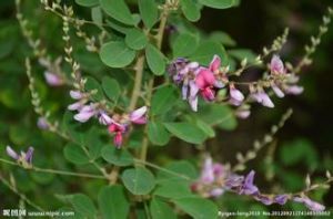 展枝胡枝子 展枝胡枝子