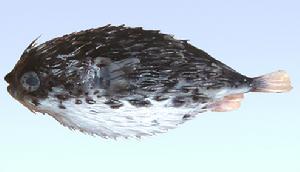 六斑刺魨 六斑刺魨