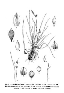 鱗苞薹草 鱗苞薹草