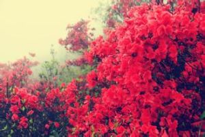 河邊杜鵑 河邊杜鵑