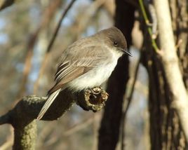 灰胸長尾霸鶲 灰胸長尾霸鶲