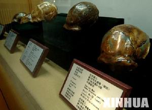 （圖）北京猿人頭蓋骨化石