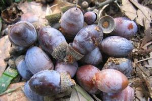 菸斗石櫟 菸斗石櫟