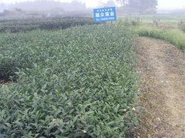 名選131茶 名選131茶