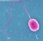 副溶血性弧菌 副溶血性弧菌