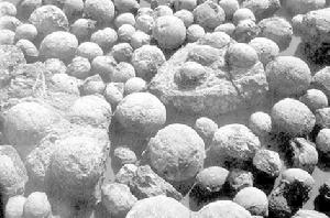 （圖）恐龍蛋化石群