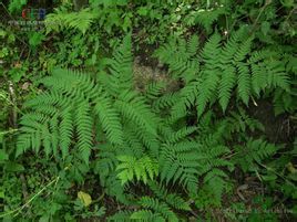 林芝鱗毛蕨 林芝鱗毛蕨