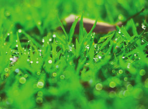 草木蟲魚新詠 草木蟲魚新詠