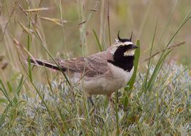角百靈加拿大亞種 角百靈加拿大亞種