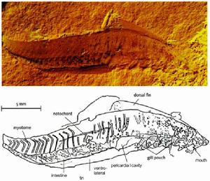 昆明魚目 昆明魚目